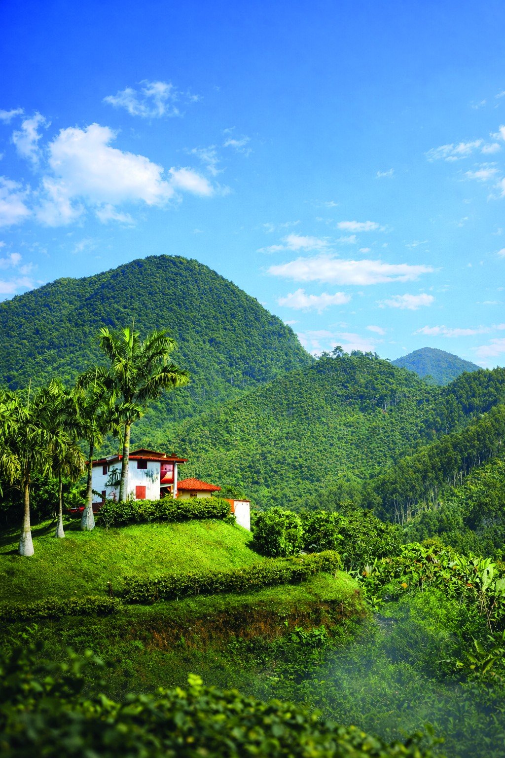 Montañas cafeteras de Colombia